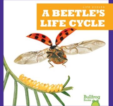 A Beetle s Life Cycle Online now