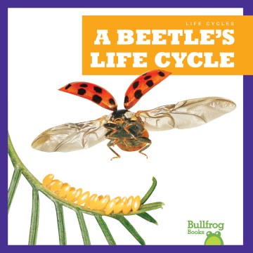 A Beetle s Life Cycle Online now