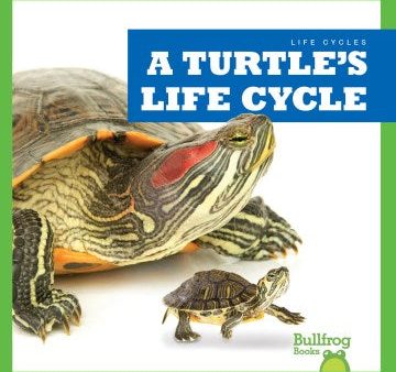 A Turtle s Life Cycle For Cheap